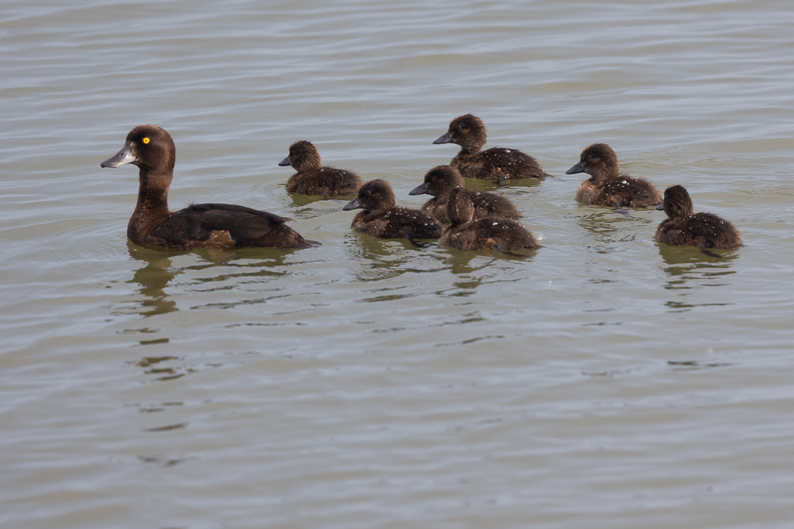 Markerwadden Vogelnieuws Van De Noordkop